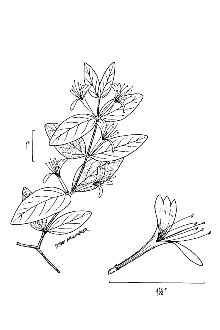<i>Lonicera japonica</i> Thunb. var. chinensis (P.W. Watson) Baker