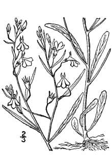<i>Lobelia strictiflora</i> (Rydb.) Lunell