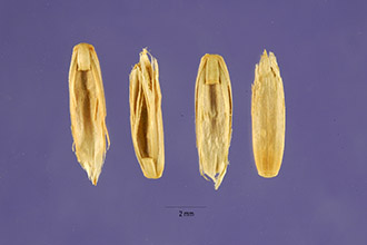<i>Lolium perenne</i> L. ssp. rigidum (Gaudin) Á. Löve & D. Löve
