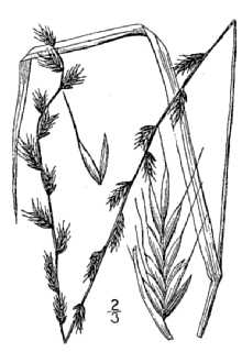 <i>Lolium multiflorum</i> Lam. ssp. italicum (A. Braun) Schinz & R. Keller