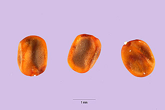 <i>Hosackia puberula</i> Benth. var. nana A. Gray