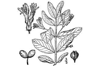 <i>Lonicera oblongifolia</i> (Goldie) Hook. var. altissima (Jennings) Rehder