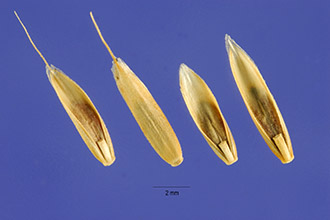 <i>Lolium multiflorum</i> Lam. ssp. italicum (A. Braun) Schinz & R. Keller