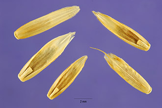 <i>Lolium perenne</i> L. ssp. rigidum (Gaudin) Á. Löve & D. Löve