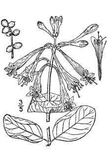 <i>Lonicera sempervirens</i> L. var. hirsutula Rehder