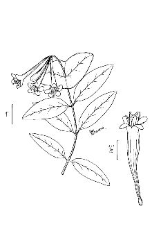 <i>Lonicera sempervirens</i> L. var. minor Aiton