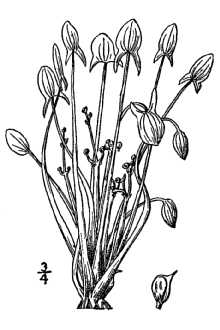 <i>Sagittaria montevidensis</i> Cham. & Schltdl. ssp. spongiosa (Engelm.) Bogin