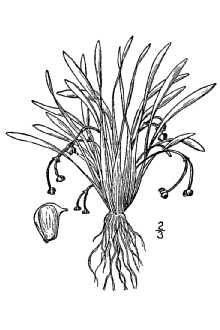 <i>Lophotocarpus spathulatus</i> J.G. Sm.
