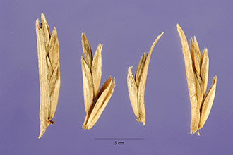 <i>Lolium rigidum</i> Gaudin ssp. lepturoides (Boiss.) Sennen & Mauricio