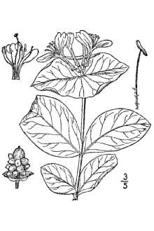 <i>Lonicera prolifera</i> (G. Kirchn.) J.R. Booth ex Rehder var. glabra Gleason
