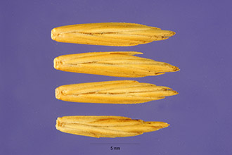 <i>Lolium rigidum</i> Gaudin ssp. lepturoides (Boiss.) Sennen & Mauricio