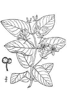 <i>Lonicera tatarica</i> L. var. latifolia Loudon
