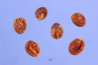 <i>Lonicera tatarica</i> L. var. latifolia Loudon