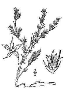 <i>Loeflingia squarrosa</i> Nutt. var. texana (Hook.) Dorn
