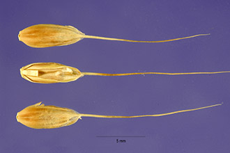 <i>Lolium temulentum</i> L. var. macrochaeton A. Braun