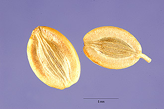 <i>Lomatium vaseyi</i> (J.M. Coult. & Rose) J.M. Coult. & Rose