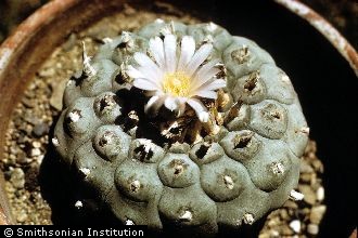 <i>Lophophora williamsii</i> (Lem. ex Salm-Dyck) J.M. Coult. var. echinata (Croizat) H. Bravo