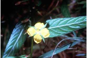 <i>Ludwigia alternifolia</i> L. var. linearifolia Britton