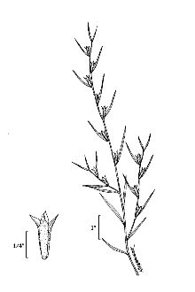 <i>Ludwigia alternifolia</i> L. var. typica Munz