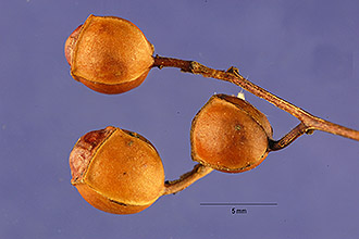 <i>Ludwigia alternifolia</i> L. var. linearifolia Britton