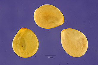 <i>Lupinus argenteus</i> Pursh var. rubricaulis (Greene) S.L. Welsh