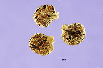 <i>Lupinus villosus</i> Willd. var. diffusus (Nutt.) Torr. & A. Gray