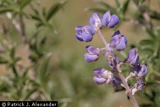 Hill's Lupine