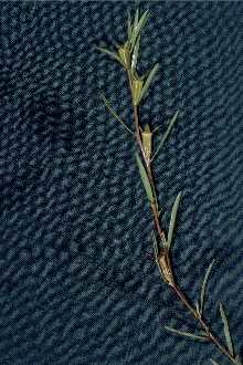 Narrowleaf Primrose-willow