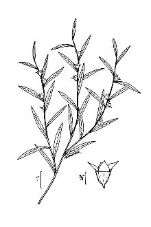 <i>Ludwigia linearis</i> Walter var. puberula Engelm. & A. Gray