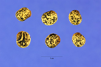 European Yellow Lupine