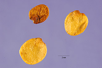 <i>Lupinus subvexus</i> C.P. Sm. var. insularis C.P. Sm.