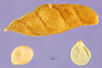 <i>Lupinus oreganus</i> A. Heller var. pusillulus C.P. Sm.