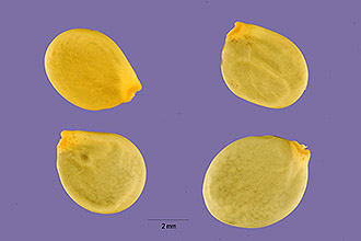 <i>Lupinus minimus</i> Douglas ex Hook. var. hellerae (A. Heller) C.P. Sm.