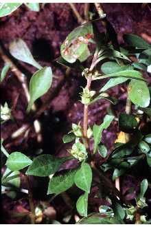 <i>Isnardia palustris</i> L., non Jussiaea palustris G. Mey.
