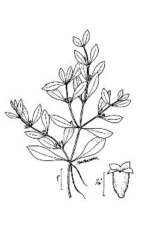 <i>Isnardia palustris</i> L., non Jussiaea palustris G. Mey.