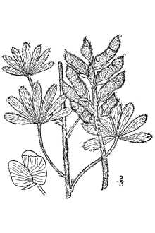 <i>Lupinus ornatus</i> Douglas ex Lindl. var. glabratus S. Watson