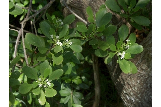 White-flowered Black Mangrove
