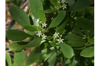 White-flowered Black Mangrove
