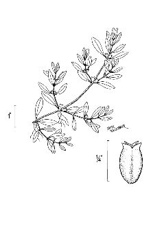 <i>Ludwigia natans</i> Elliott var. stipitata Fernald & Grisc.