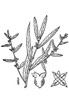 <i>Ludwigia sphaerocarpa</i> Elliott var. jungens Fernald & Grisc.