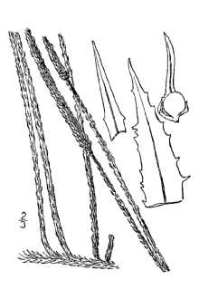 <i>Lycopodium alopecuroides</i> L. var. appressum Chapm.