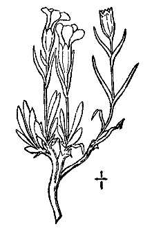 <i>Melandrium furcatum</i> (Raf.) Hadac