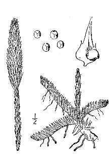 <i>Lycopodium inundatum</i> L. var. alopecuroides (L.) Tuck.