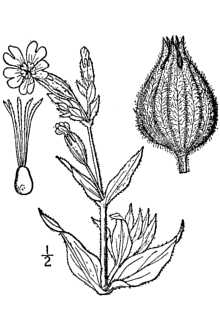 <i>Lychnis ×loveae</i> B. Boivin