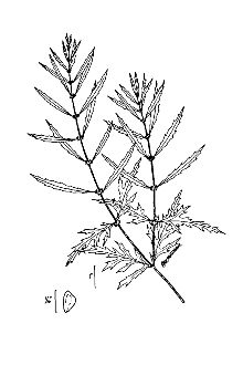 <i>Lycopus americanus</i> Muhl. ex W.P.C. Barton var. scabrifolius Fernald