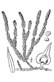 <i>Lycopodium annotinum</i> L. var. alpestre Hartm.