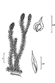 <i>Lycopodium annotinum</i> L. var. alpestre Hartm.