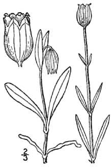 <i>Lychnis apetala</i> L., non Silene apetala Willd.