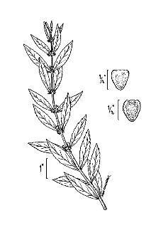 <i>Lycopus lucidus</i> Turcz. ex Benth. ssp. americanus (A. Gray) Hultén