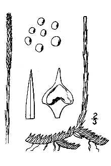 <i>Pseudolycopodiella caroliniana</i> (L.) Holub